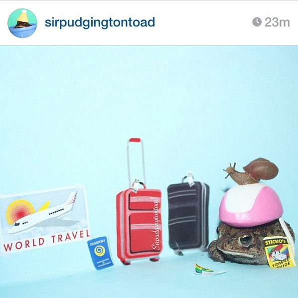 March 27: Anyone who needs a smile and a giggle follow the handsome @sirpudgingtontoad . Thank you fellow Floridian Ashton Stalvey for making my day 😃 you have a true Prince Charming in that one armed toad 👑

