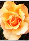 Filename=128.jpg
Filesize=86KiB
Dimensions=640x640
Date added=Oct 09, 2014 128.jpg