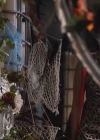 Filename=VampireDiariesWorld-dot-org_StarCrossedS01E08-1900.jpg
Filesize=48KiB
Dimensions=624x350
Date added=Apr 22, 2014 VampireDiariesWorld-dot-org_StarCrossedS01E08-1900.jpg