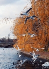 Filename=243.jpg
Filesize=369KiB
Dimensions=1080x1348
Date added=Dec 19, 2019 243.jpg