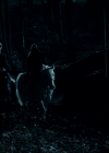vampirediariesworld_dot_org--ThePoet00831.png