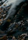 vampirediariesworld_dot_org--ThePoet00852.png