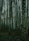VampireDiariesWorld-dot-nll_AmishAbduction0542.jpg