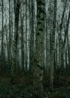 VampireDiariesWorld-dot-nll_AmishAbduction0544.jpg