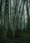 VampireDiariesWorld-dot-nll_AmishAbduction0547.jpg