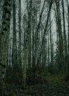 VampireDiariesWorld-dot-nll_AmishAbduction0548.jpg
