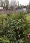 VampireDiariesWorld-dot-org_PrimevalNewWorld-1x11-0946.jpg