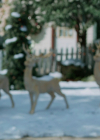 VampireDiariesWorld-dot-nl_TheChristmadPromise1218.jpg