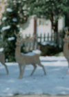 Filename=VampireDiariesWorld-dot-nl_TheChristmadPromise1219.jpg
Filesize=879KiB
Dimensions=1920x1072
Date added=Feb 13, 2023 VampireDiariesWorld-dot-nl_TheChristmadPromise1219.jpg