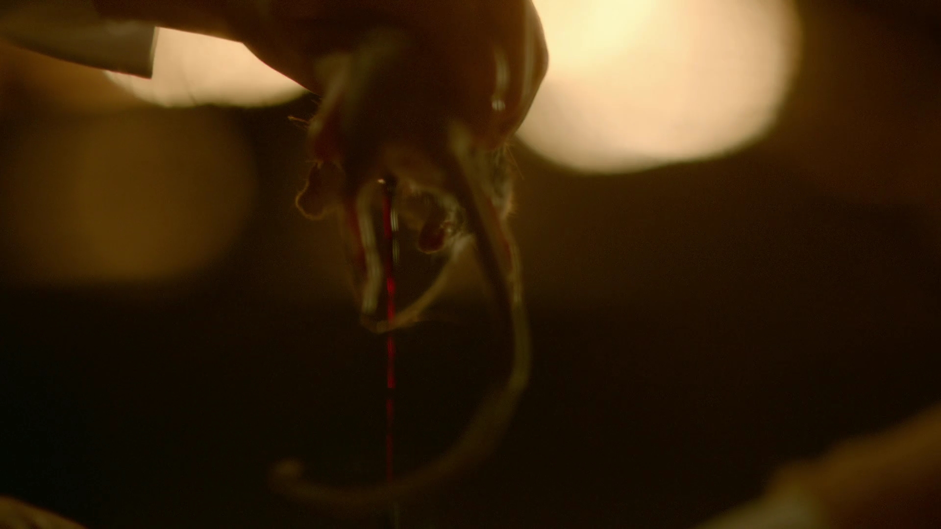 VampireDiariesWorld-dot-nl_Legacies1x01ThisIsthePartWhereYouRun02374.jpg VampireDiariesWorld-dot-nl_Legacies1x01ThisIsthePartWhereYouRun02374.jpg