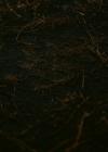 VampireDiariesWorld-dot-nl_Legacies1x11WereGonnaNeedASpotlight00059.jpg