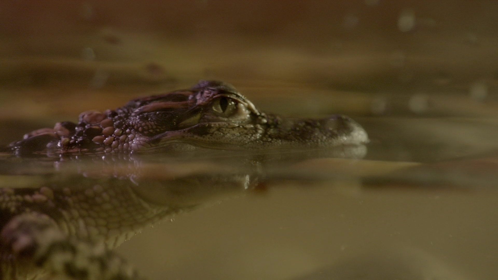 VampireDiariesWorld-dot-nl_Legacies1x14LetsJustFinishTheDance02721.jpg VampireDiariesWorld-dot-nl_Legacies1x14LetsJustFinishTheDance02721.jpg