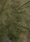VampireDiariesWorld-dot-nl_Legacies3x15ANewHope0657.jpg