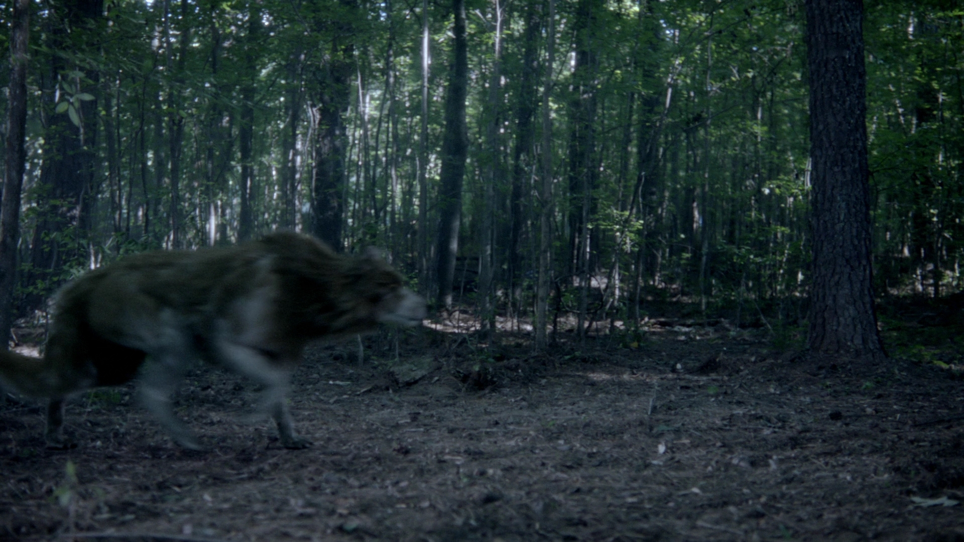 VampireDiariesWorld-dot-nl_Legacies4x07SomeplaceFarAwayfromAllThisViolence1849.jpg VampireDiariesWorld-dot-nl_Legacies4x07SomeplaceFarAwayfromAllThisViolence1849.jpg