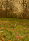 VampireDiariesWorld-dot-nl_Legacies4x17IntoTheWoods0634.jpg