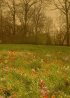 VampireDiariesWorld-dot-nl_Legacies4x17IntoTheWoods0638.jpg