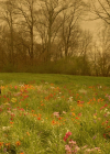VampireDiariesWorld-dot-nl_Legacies4x17IntoTheWoods0639.jpg