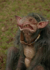 VampireDiariesWorld-dot-nl_Legacies4x17IntoTheWoods0790.jpg