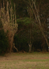VampireDiariesWorld-dot-nl_Legacies4x17IntoTheWoods0875.jpg