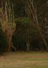 VampireDiariesWorld-dot-nl_Legacies4x17IntoTheWoods0876.jpg