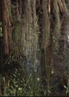 VampireDiariesWorld-dot-org_TheOriginals1x05SinnersAndSaints1113.jpg
