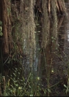 VampireDiariesWorld-dot-org_TheOriginals1x05SinnersAndSaints1114.jpg