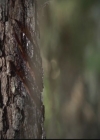 VampireDiariesWorld-dot-org_TheOriginals1x05SinnersAndSaints1147.jpg
