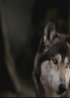 VampireDiariesWorld-dot-org_TheOriginals1x15LeGrandGuignol1542.jpg