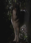 VampireDiariesWorld-dot-org_TheOriginals1x17MoonOverBourbonStreet0064.jpg