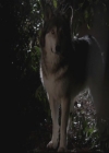 VampireDiariesWorld-dot-org_TheOriginals1x17MoonOverBourbonStreet0065.jpg