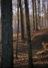 VampireDiariesWorld-dot-nl_TheOriginals_3x13HeartShapedBox0645.jpg