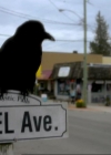 VampireDiariesWorld-dot-org_1x01Pilot_Captures00298.jpg