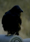 VampireDiariesWorld-dot-org_1x01Pilot_Captures00721.jpg