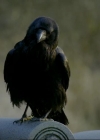 VampireDiariesWorld-dot-org_1x01Pilot_Captures00722.jpg