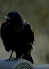 VampireDiariesWorld-dot-org_1x01Pilot_Captures00725.jpg