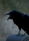 VampireDiariesWorld-dot-org_1x01Pilot_Captures00737.jpg