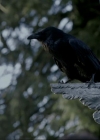 VampireDiariesWorld-dot-org_1x01Pilot_Captures00752.jpg