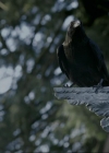 VampireDiariesWorld-dot-org_1x01Pilot_Captures00756.jpg