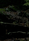 VampireDiariesWorld-dot-org_1x01Pilot_Captures01762.jpg
