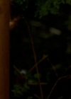 VampireDiariesWorld-dot-org_1x01Pilot_Captures01876.jpg