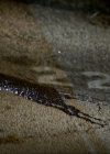 VampireDiariesWorld_dot_org-1x03FridayNightBites2125.jpg