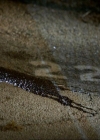 VampireDiariesWorld_dot_org-1x03FridayNightBites2126.jpg