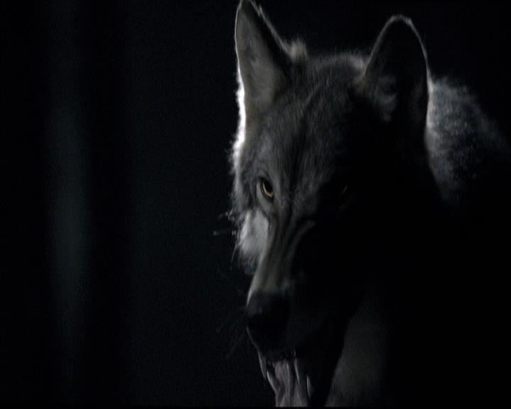 VampireDiariesWorld-dot-org_2x03BadMoonRising1888.jpg