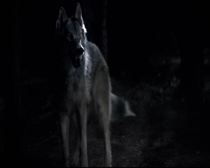 VampireDiariesWorld-dot-org_2x03BadMoonRising1890.jpg