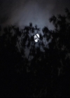 VampireDiariesWorld-dot-org_2x03BadMoonRising1314.jpg