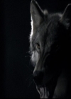 VampireDiariesWorld-dot-org_2x03BadMoonRising1888.jpg