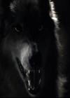 VampireDiariesWorld-dot-org_2x03BadMoonRising1894.jpg