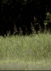 VampireDiariesWorld-dot-org_2x04MemoryLane1399.jpg