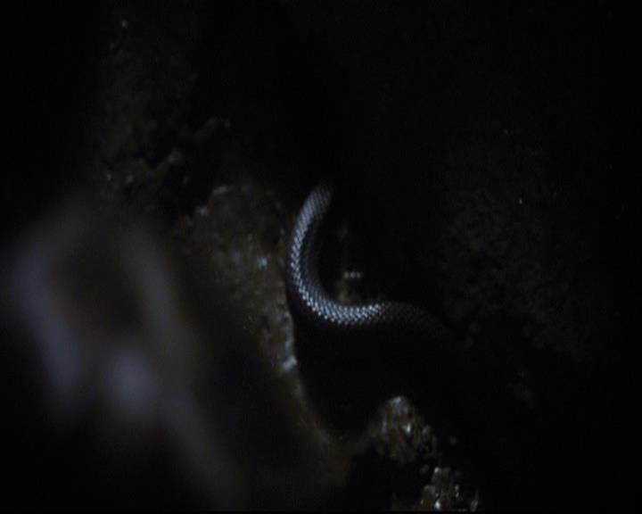 VampireDiariesWorld-dot-org_2x06PlanB1483.jpg