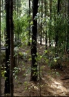 VampireDiariesWorld-dot-org_2x06PlanB1214.jpg